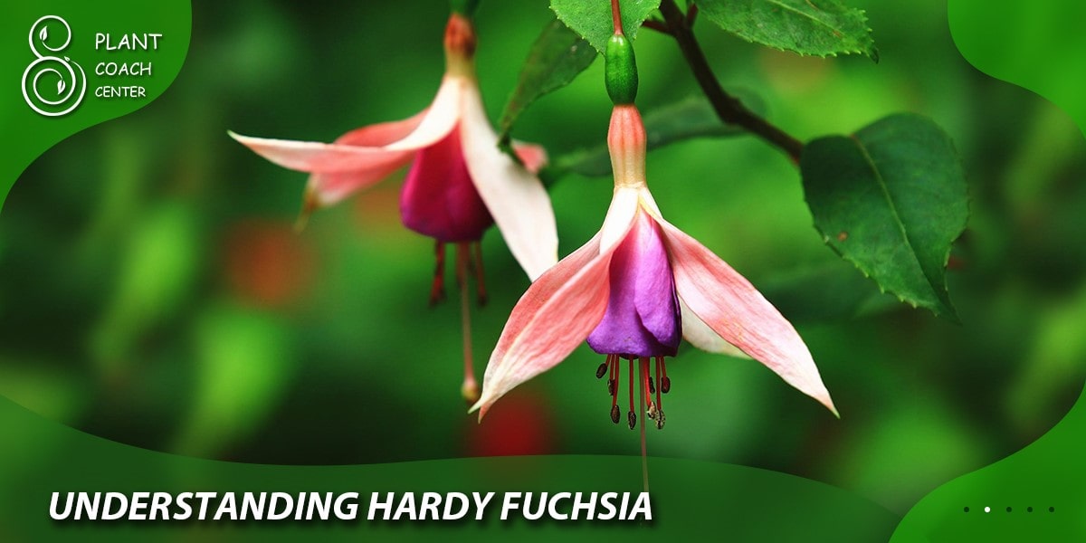 Understanding Hardy Fuchsia