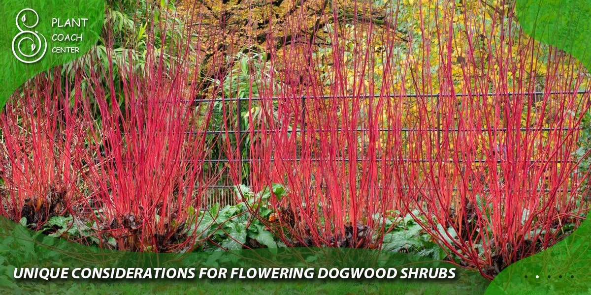 Unique Considerations for Flowering Dogwood Shrubs:
