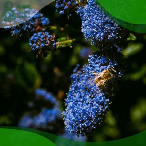 When to Prune Ceanothus