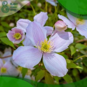 When to Prune Clematis Montana