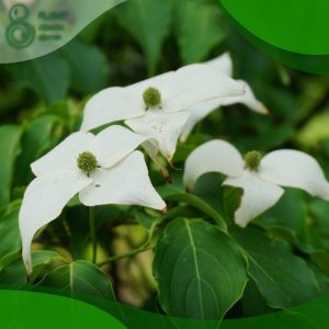 When to Prune Cornus