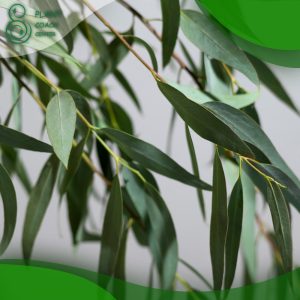 When to Prune Eucalyptus