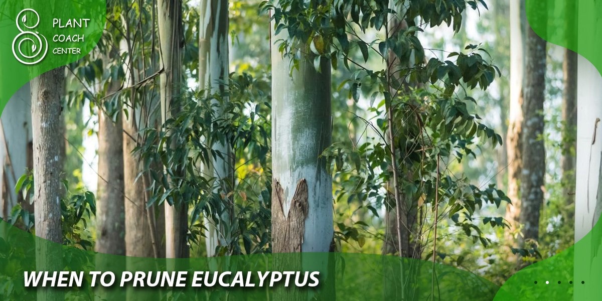 When to Prune Eucalyptus