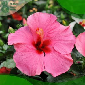 When to Prune Hibiscus in Florida