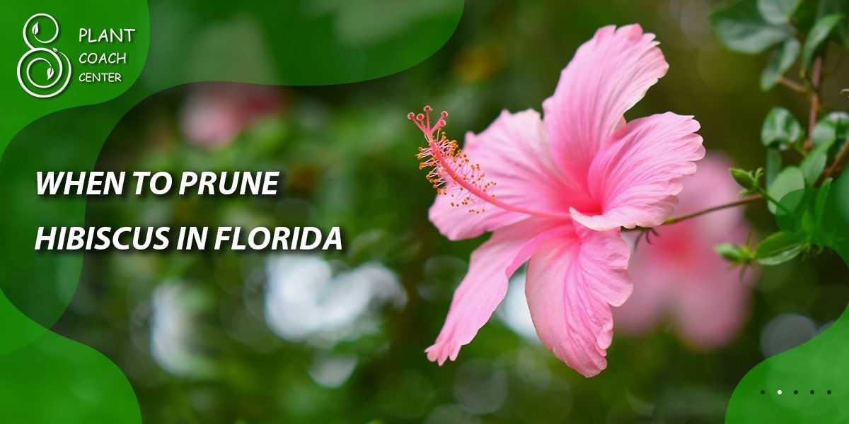 When to Prune Hibiscus in Florida