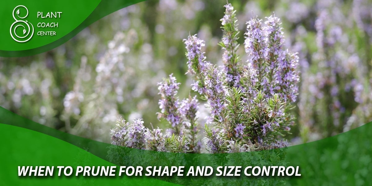 When to Prune for Shape and Size Control