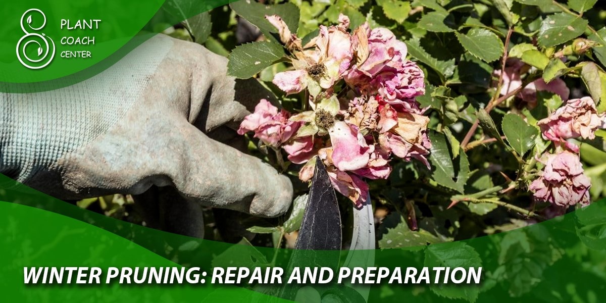 Winter Pruning Repair and Preparation