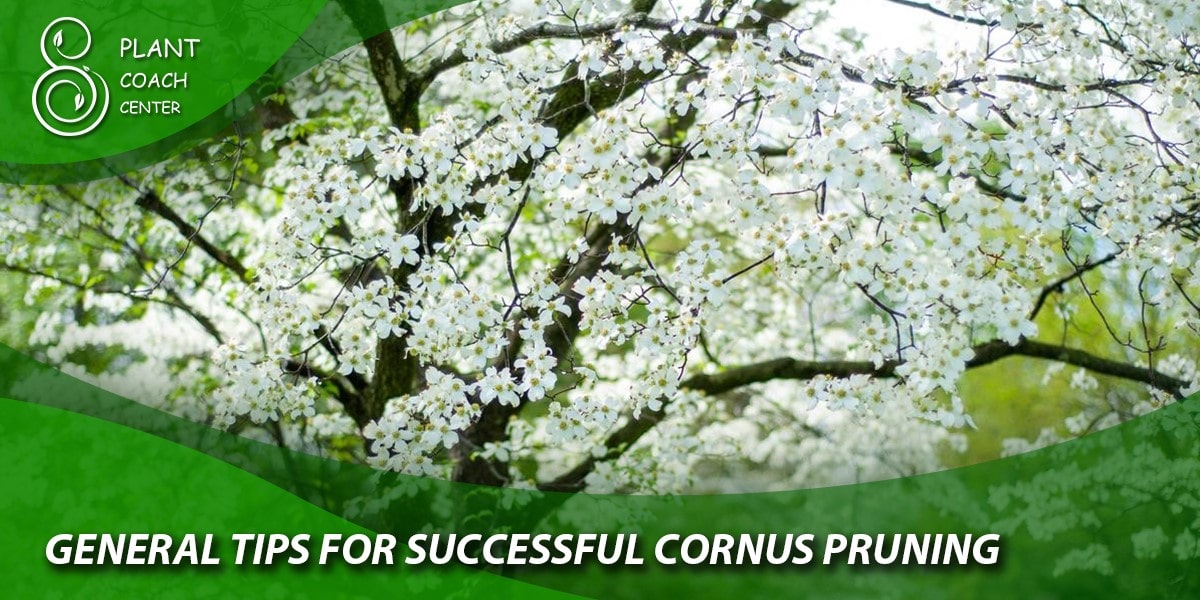 general tips for successful cornus pruning