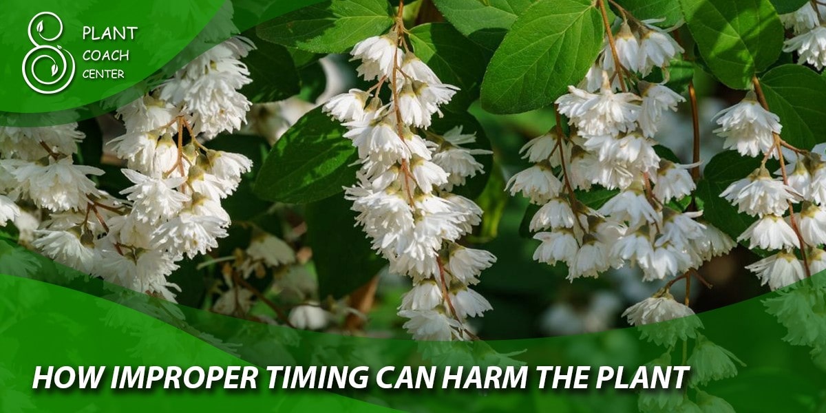 how improper timing can harm the plant