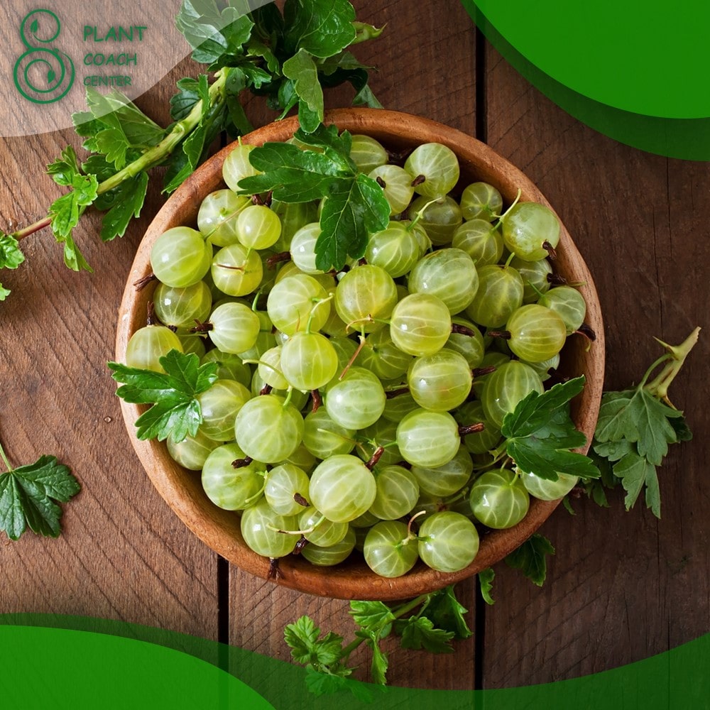 When to prune gooseberry bushes