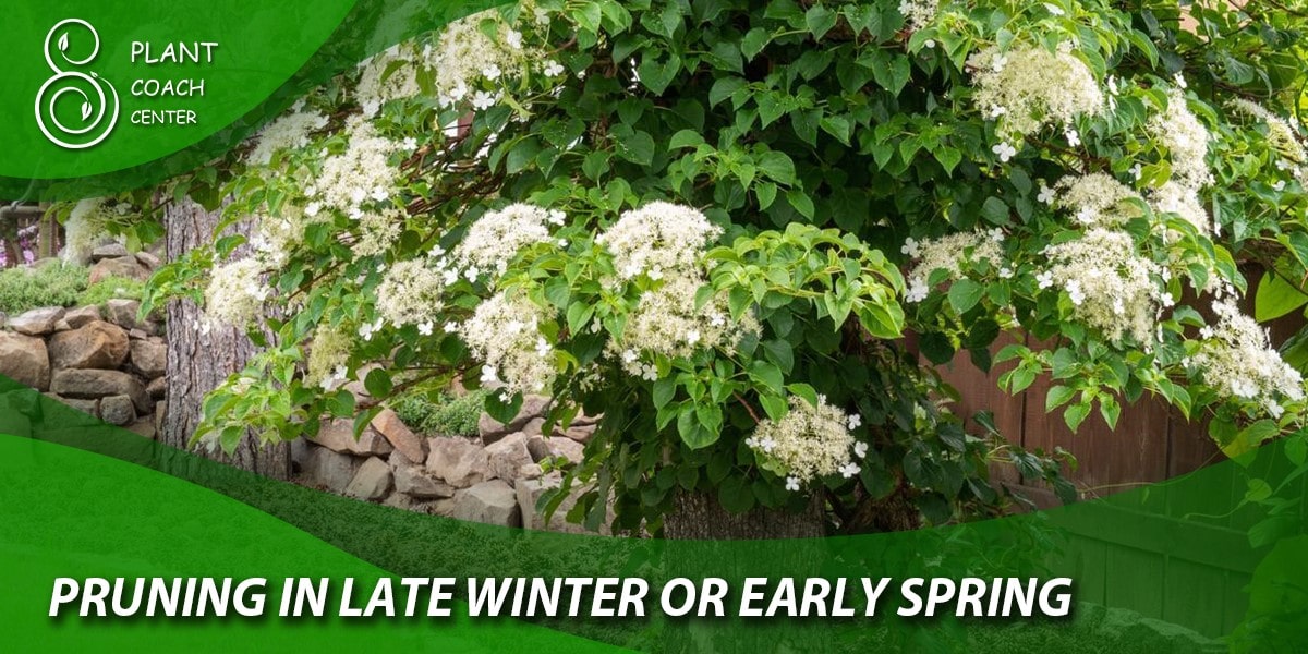 pruning late winter or early spring