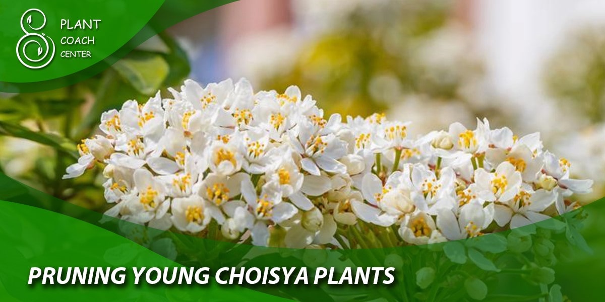 pruning young choisya plants