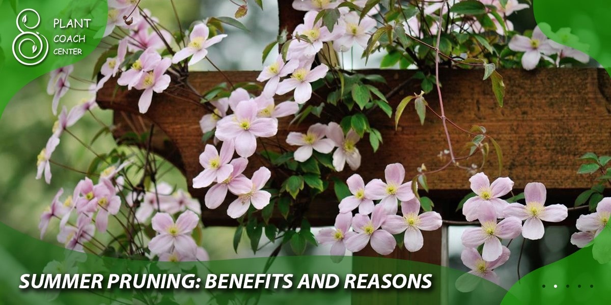 summer pruning : benefits and reasons