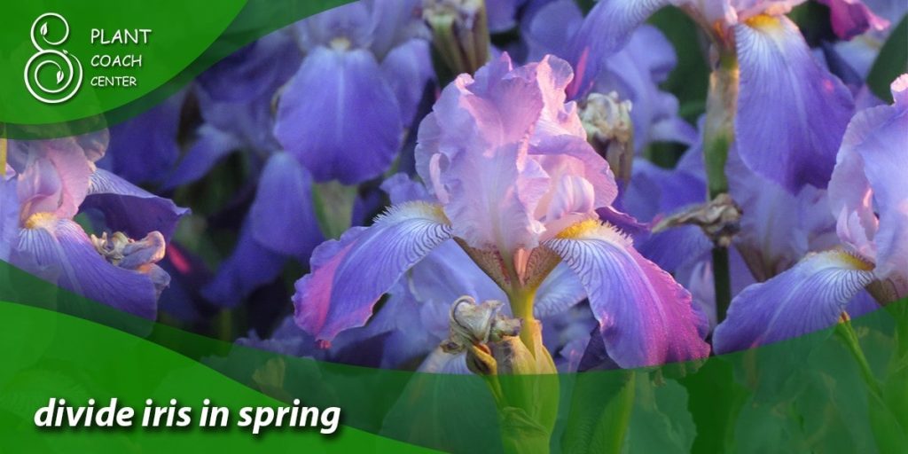 divide iris in spring