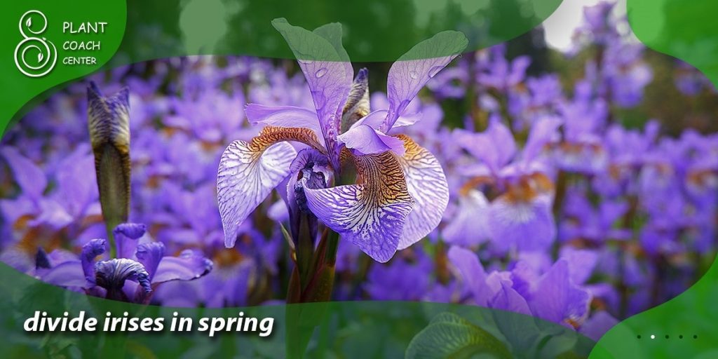 divide irises in spring