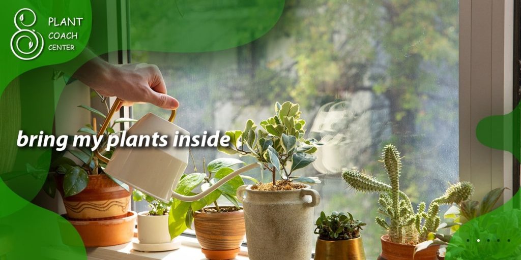 When Should I Bring My Plants Inside