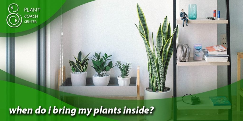 when do i bring my plants inside