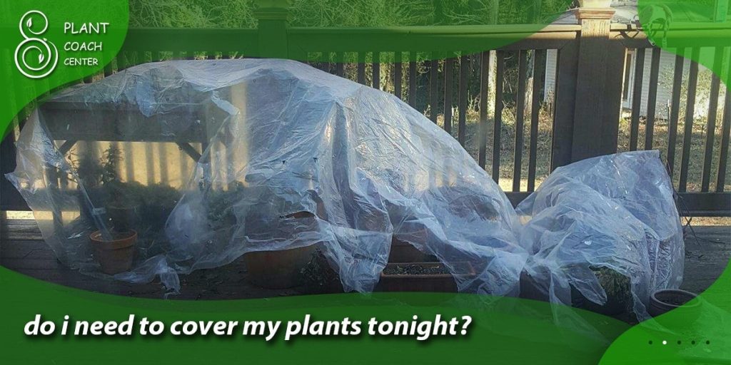 do i need to cover my plants tonight