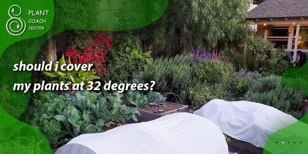 should i cover my plants at 32 degrees