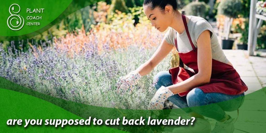 are you supposed to cut back lavender