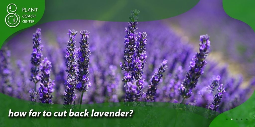 how far to cut back lavender