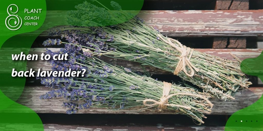when to cut back lavender