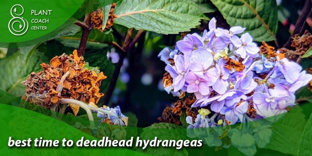 best time to deadhead hydrangeas