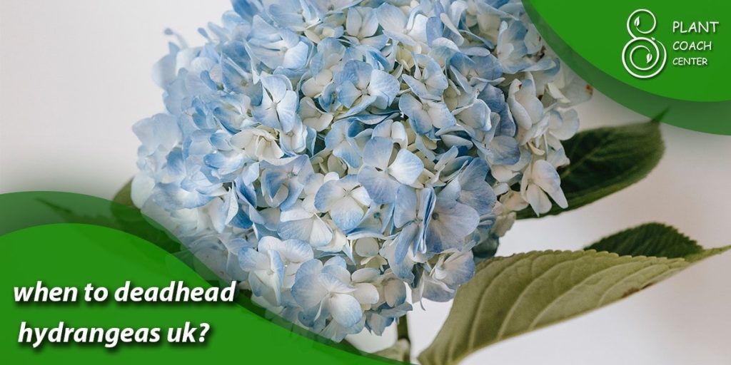 when to deadhead hydrangeas uk