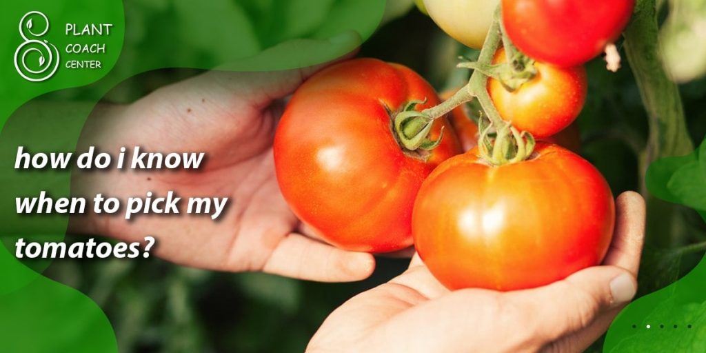how do i know when to pick my tomatoes