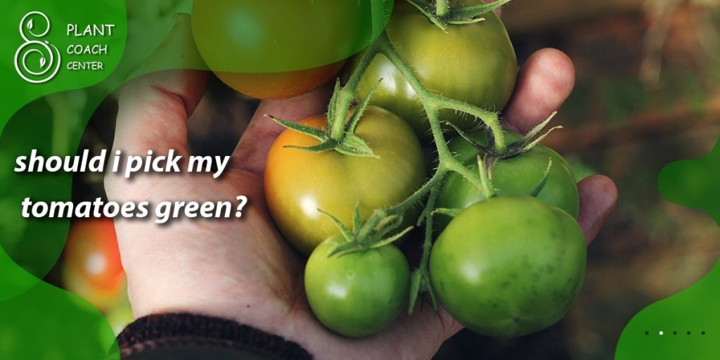 should i pick my tomatoes green