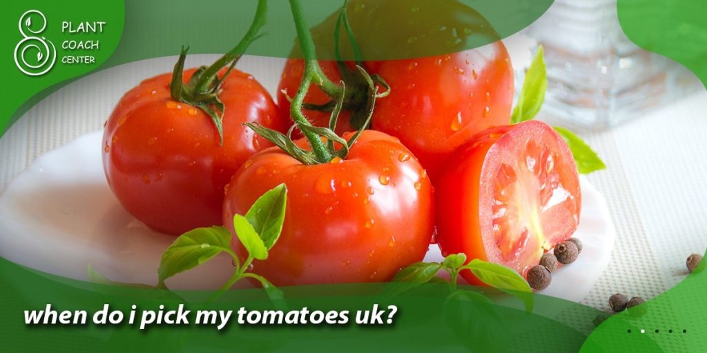 when do i pick my tomatoes uk