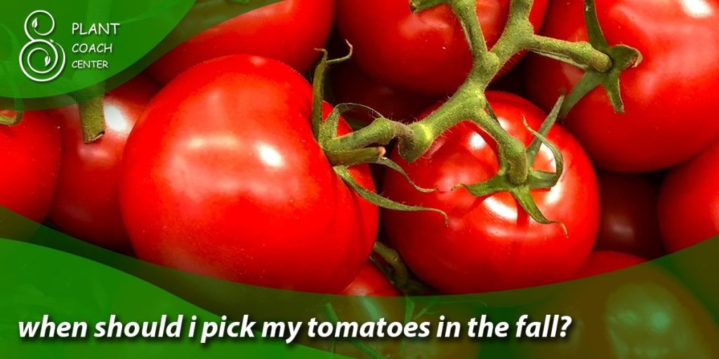 when should i pick my tomatoes in the fall