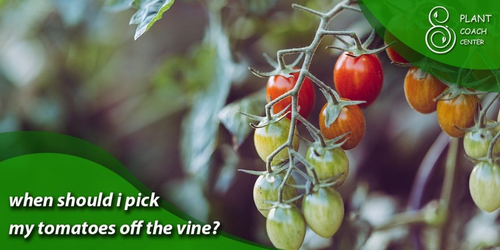 when should i pick my tomatoes off the vine