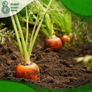 When Should I Plant Carrots?