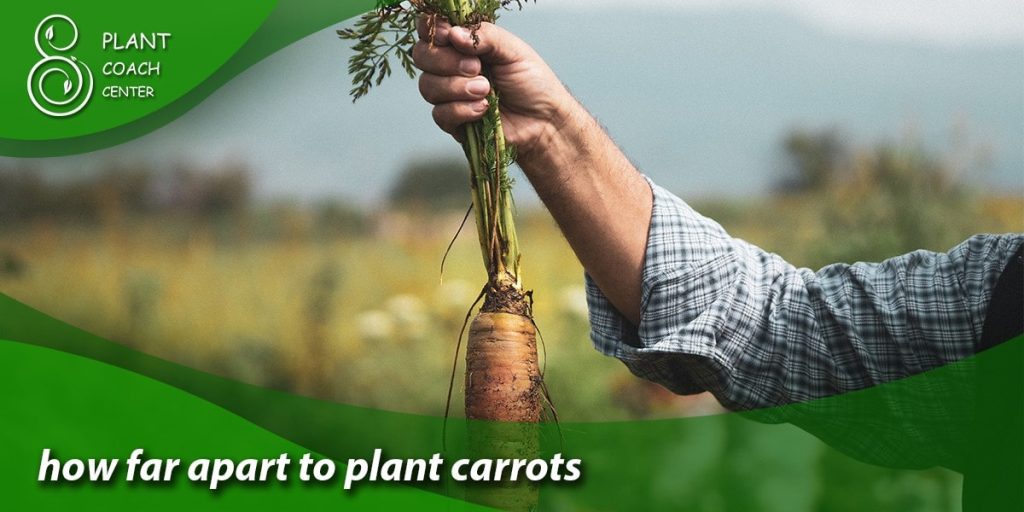 how far apart to plant carrots