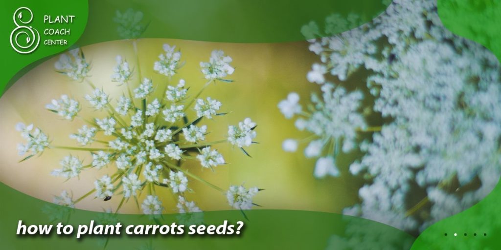 how to plant carrots seeds
