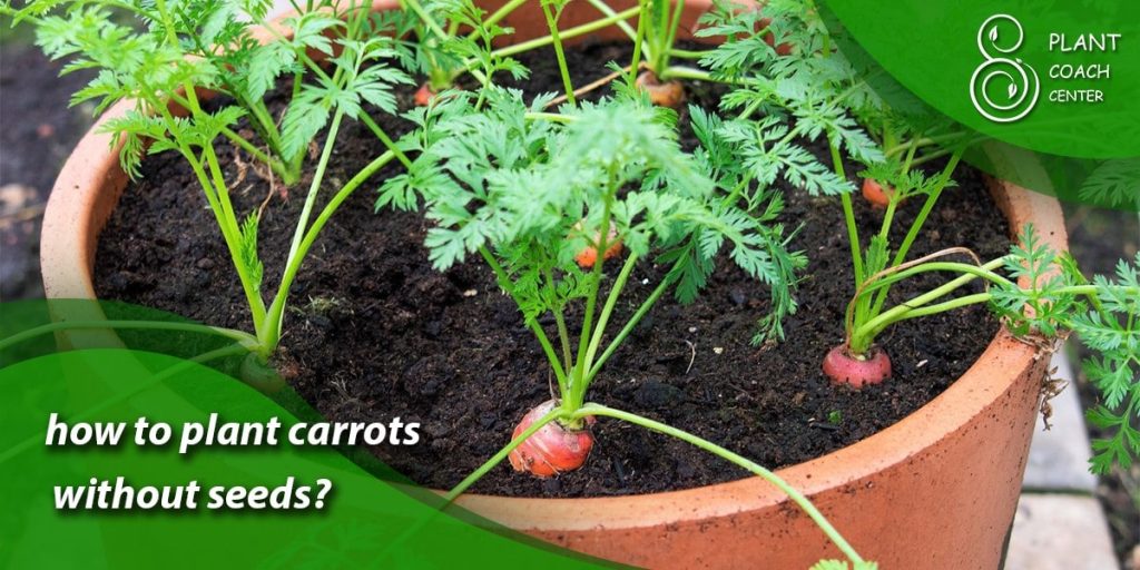 how to plant carrots without seeds