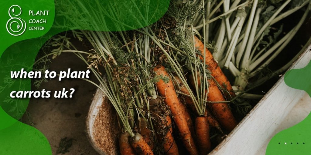 when to plant carrots uk