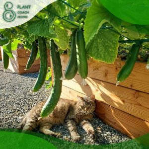 When Should I Plant Cucumbers?