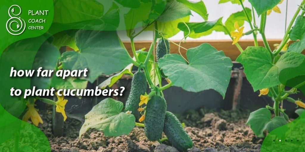 how far apart to plant cucumbers