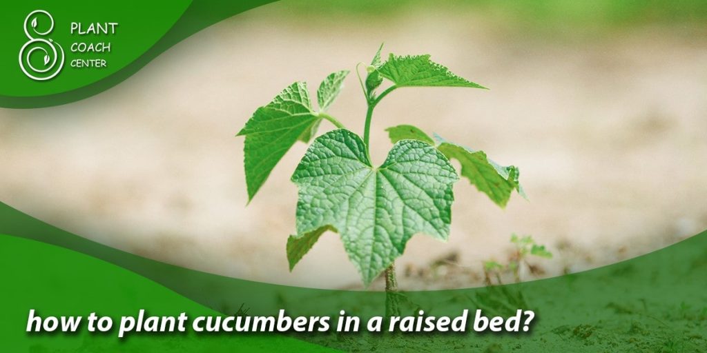 how to plant cucumbers in a raised bed