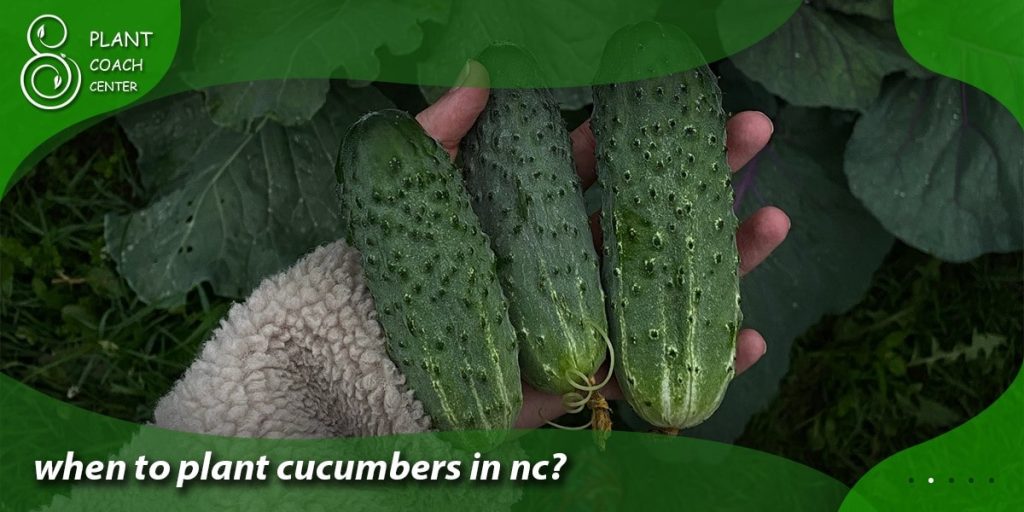when to plant cucumbers in nc
