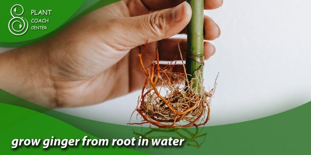 grow ginger from root in water