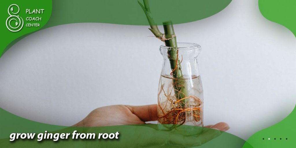 grow ginger from root