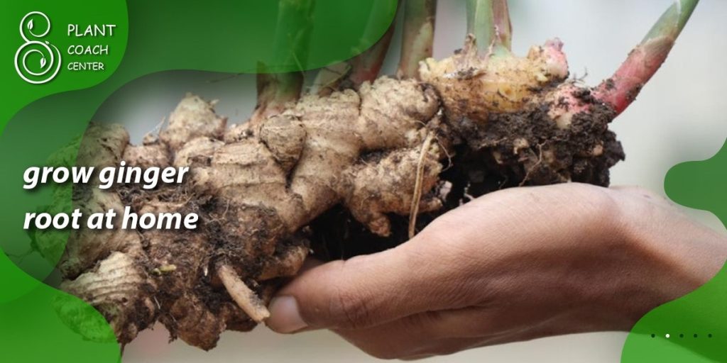 grow ginger root at home