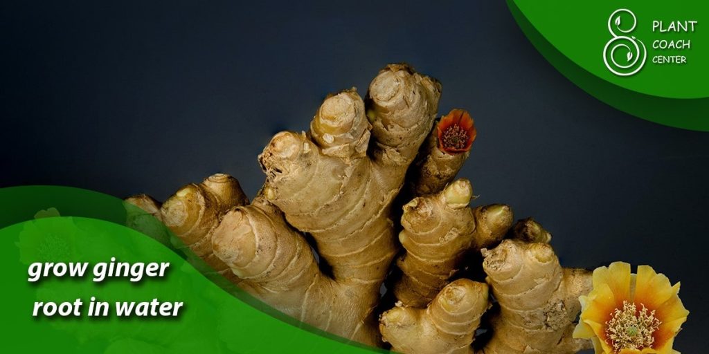 grow ginger root in water