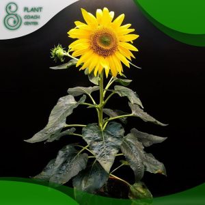 When Should I Plant Sunflower Seeds?