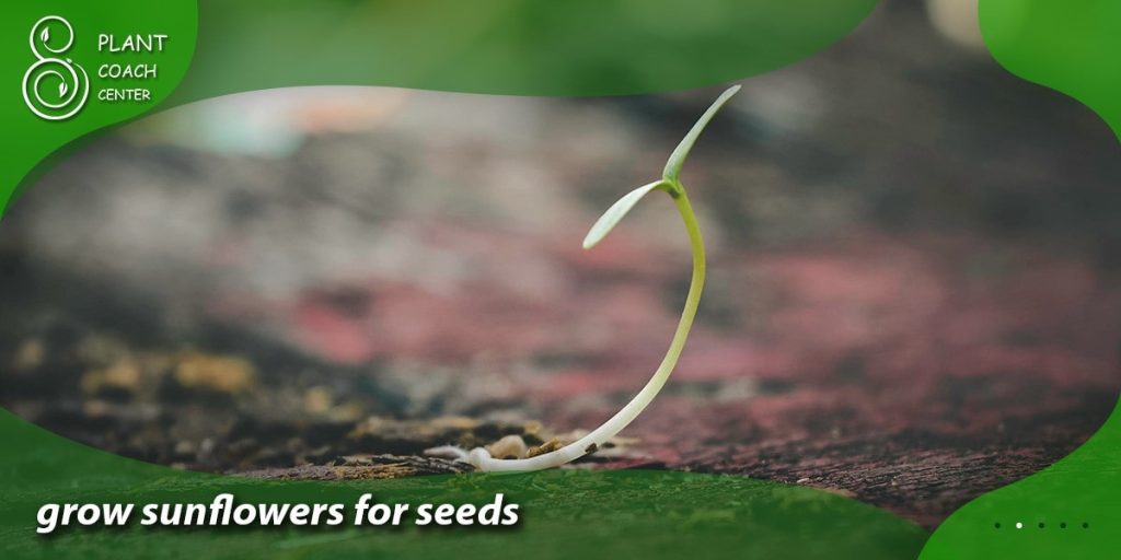 grow sunflowers for seeds