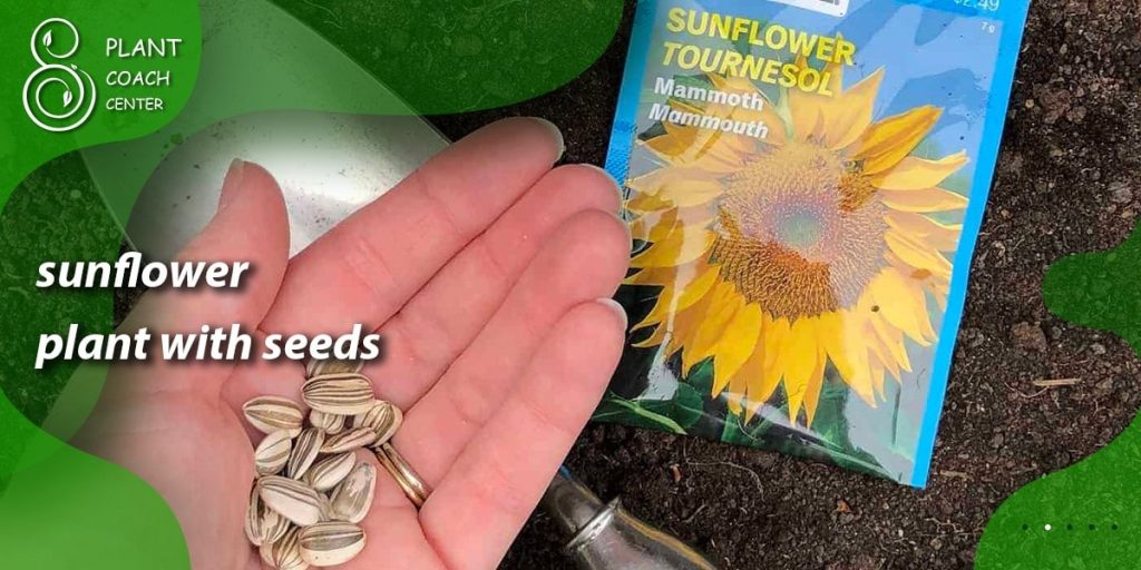 sunflower plant with seeds