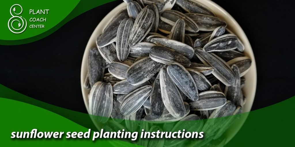 sunflower seed planting instructions